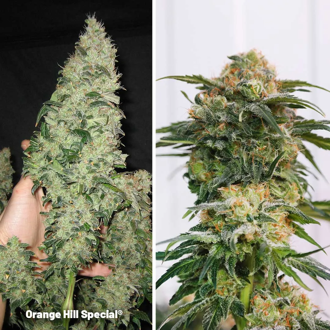 Orange-Hill-Special-cannabis-varieties-with-high-Citrus-flavour-and-aroma