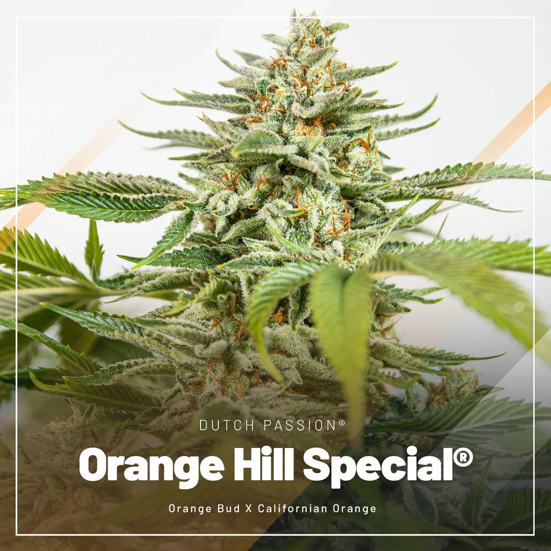 Orange-Hill-Special-for-the-highest-THC-levels