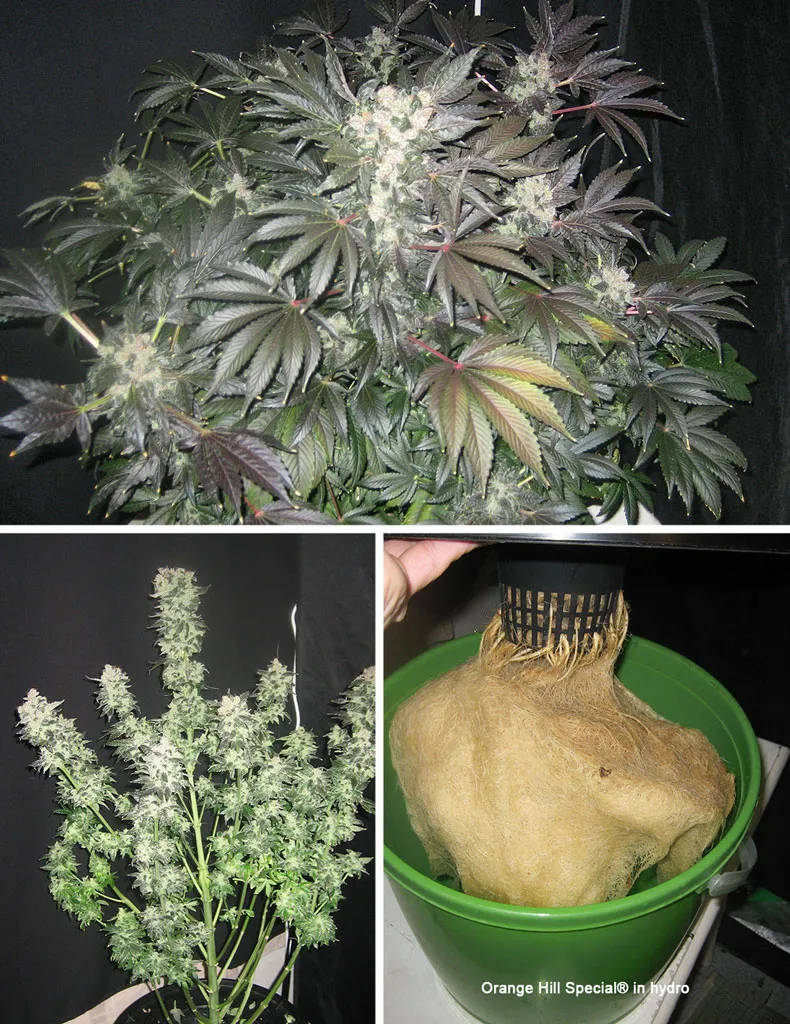Orange Hill Special hydroponic grow