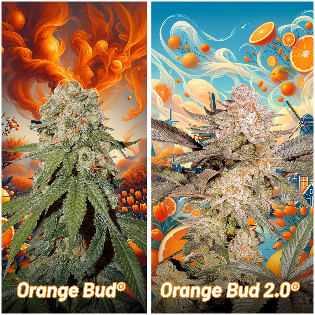 Orange-bud-vs-orange-bud-2-point-0.