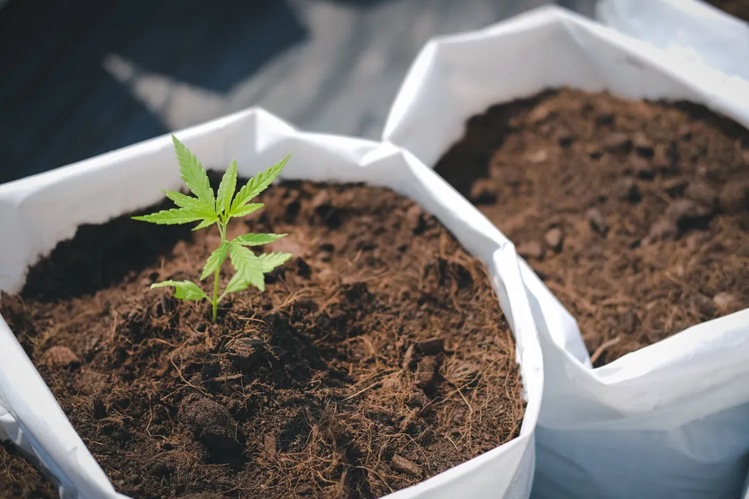 Organic-vs-handmade-living-soil