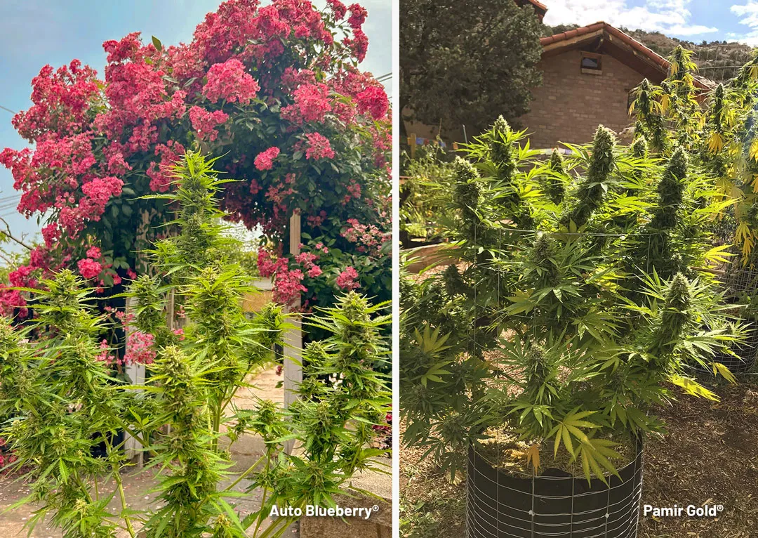 Outdoor-autoflower-and-feminised-plants-grown-under-sunlight