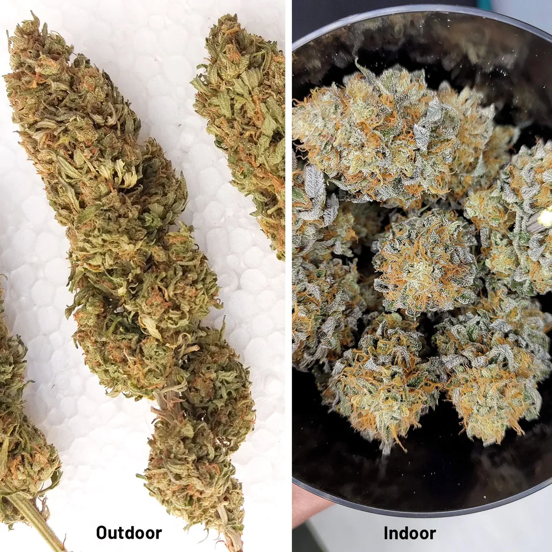 Outdoor-grown-weed-vs-indoor-grown-weed-looks