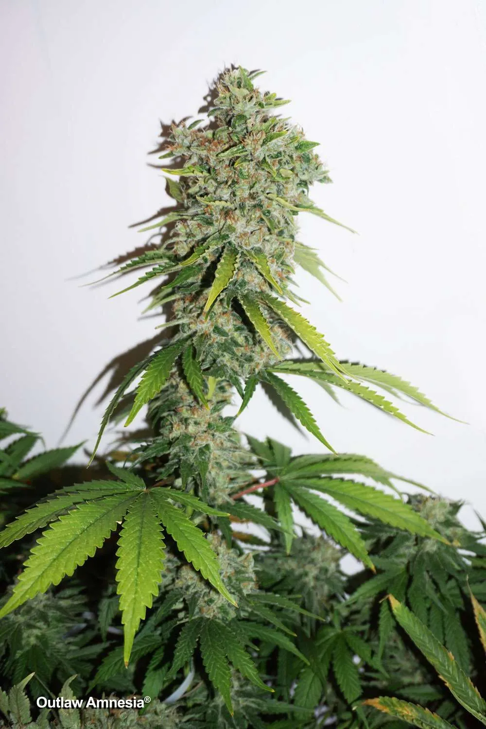 Outlaw Amnesia, nothing beats the Amnesia Haze high!
