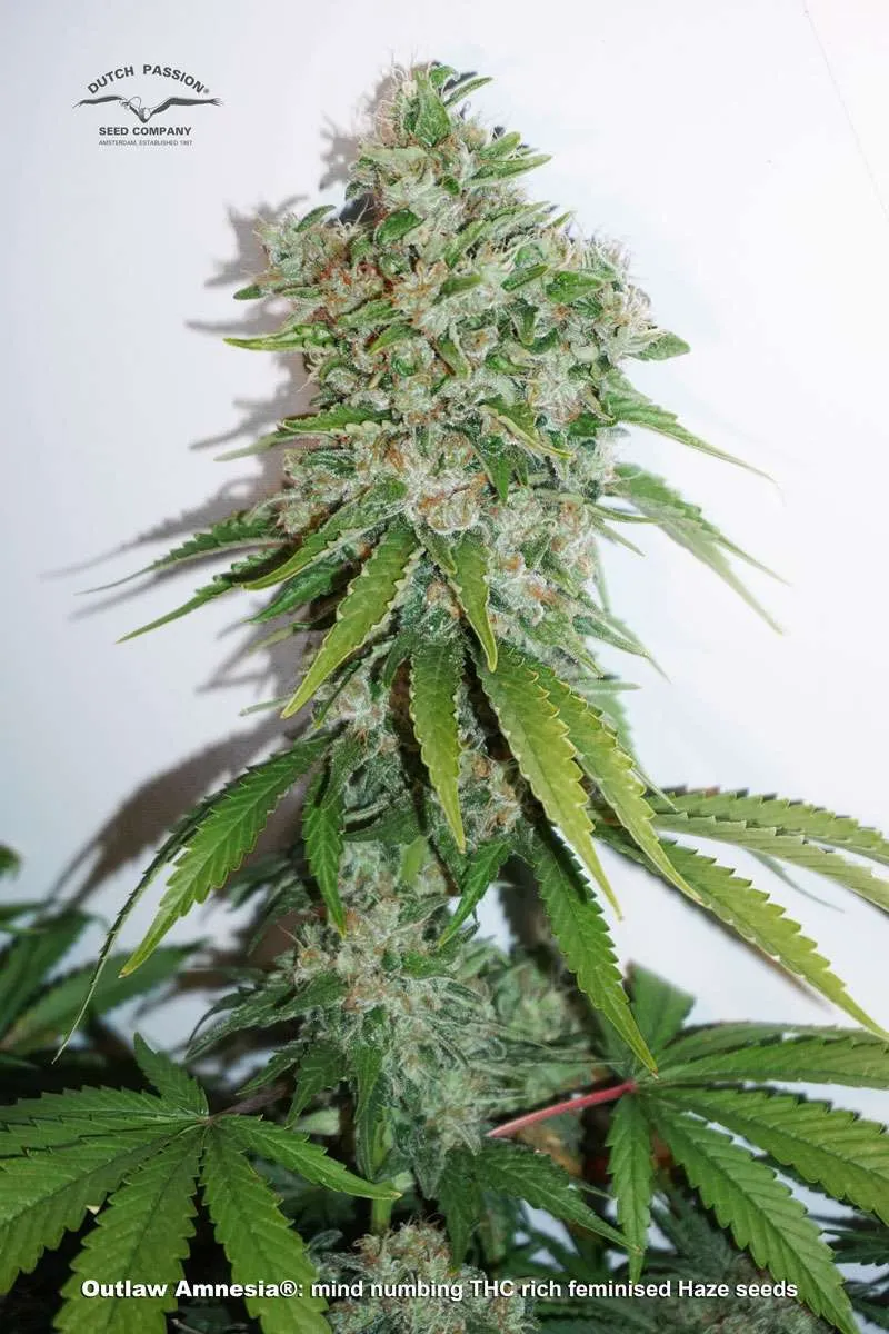 Outlaw Amensia mind numbing THC rich strain