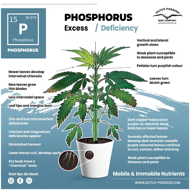 Phosphorus deficiency in a cannabis plant