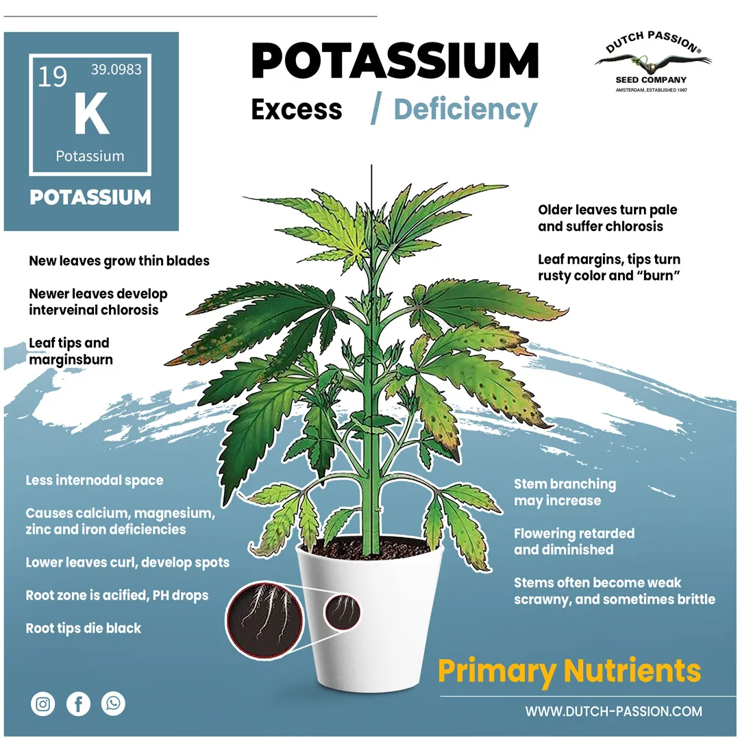 Potassium deficiency in a cannabis plant