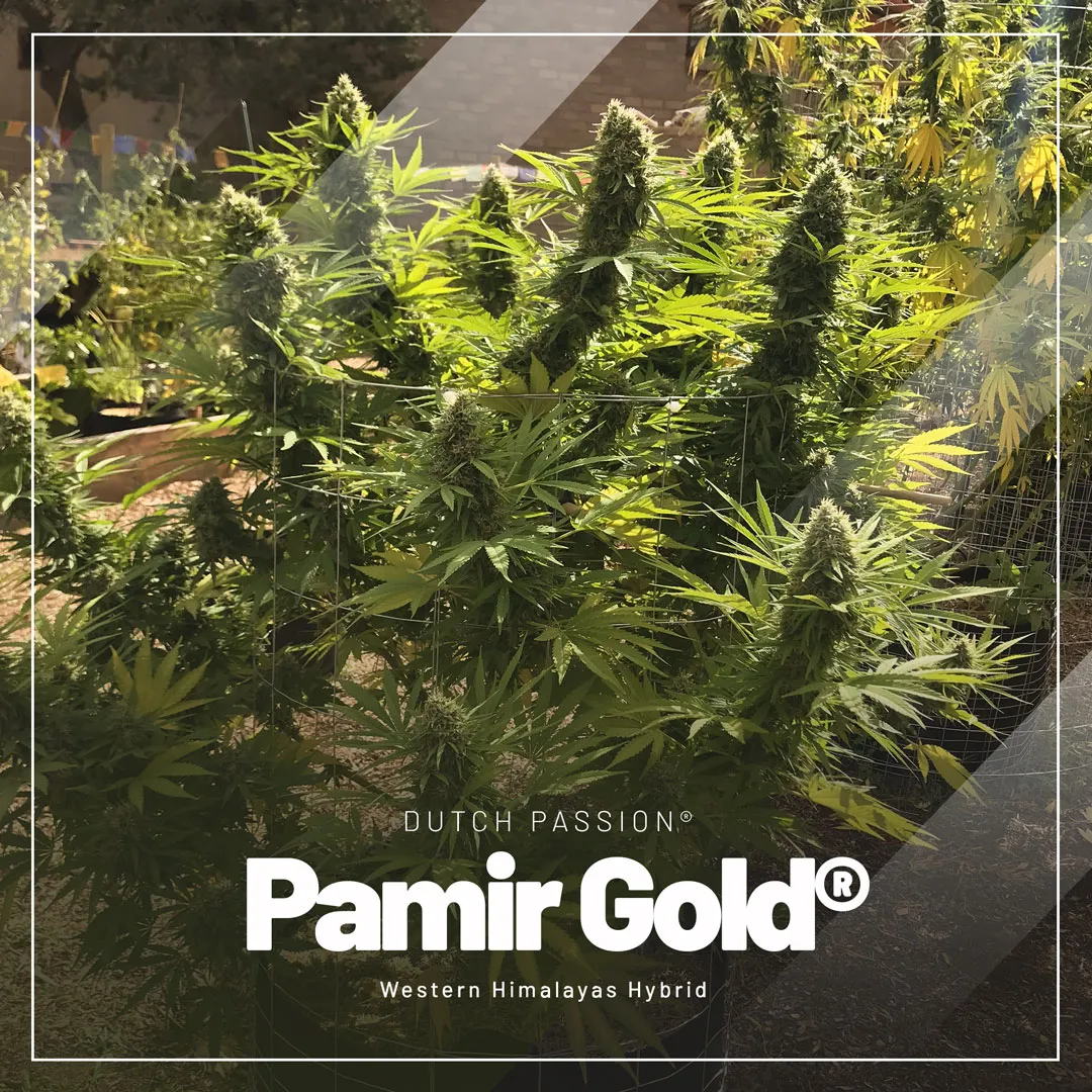 Pamir-Gold-an-extra-tough-feminised-outdoor-seed-choice