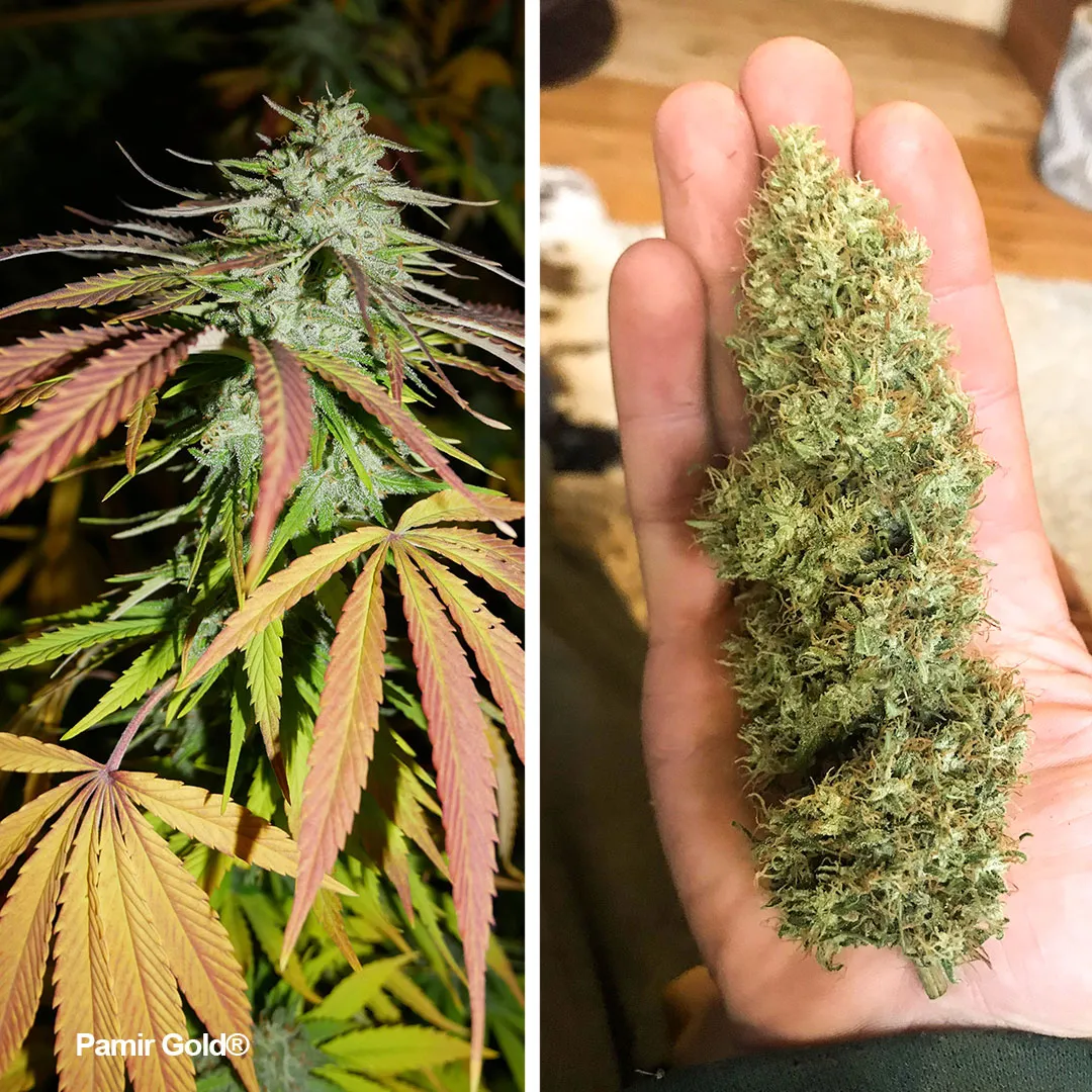 Pamir-Gold-colourfull-frosty-bud-grown-at-high-altitude-colours