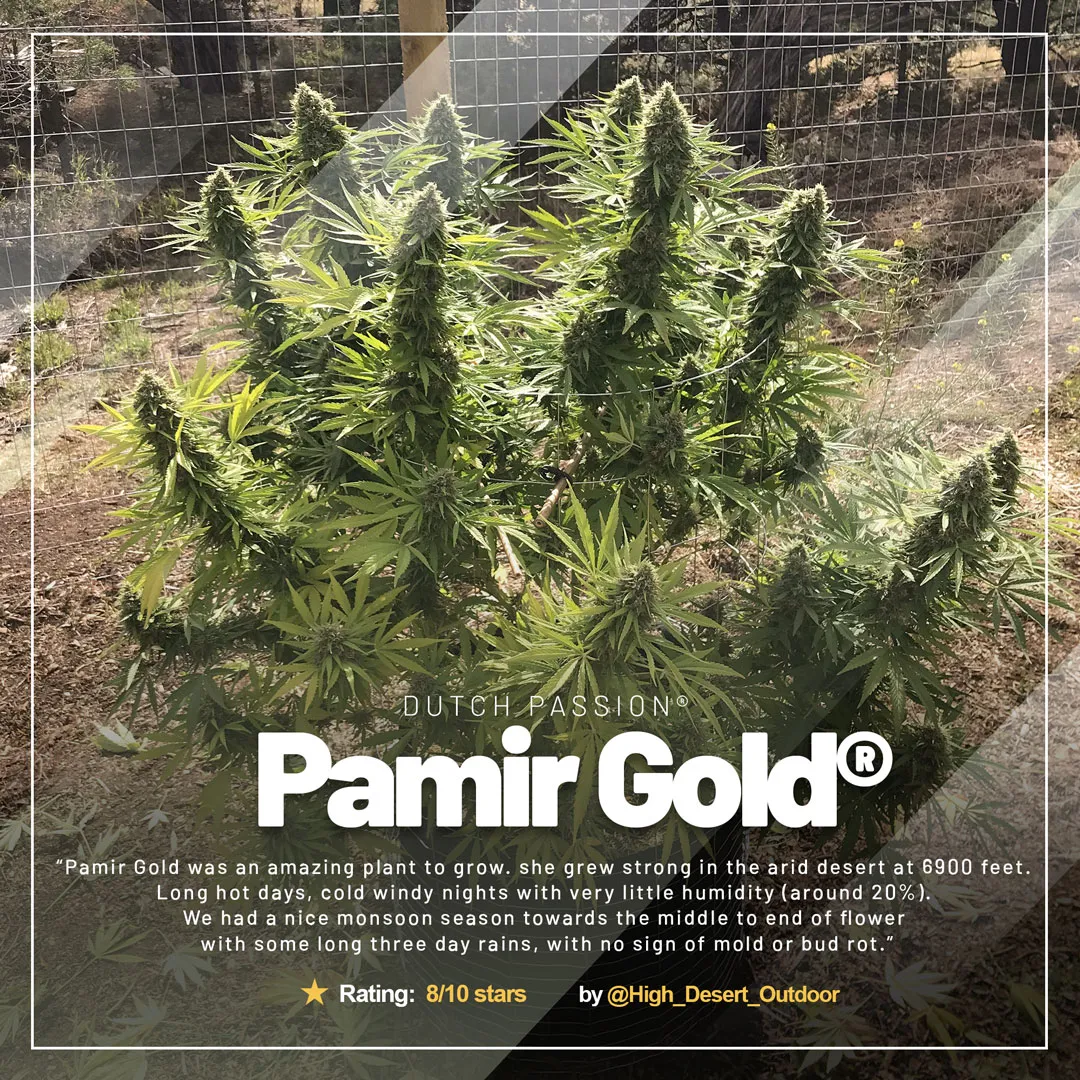 /Pamir-Gold-high-altitude-cannabis-growing