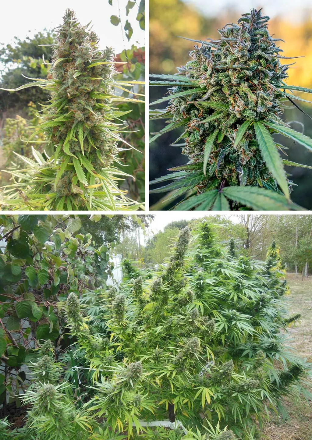 Pamir-Gold-outdoor-high-altitude-mountain-cannabis