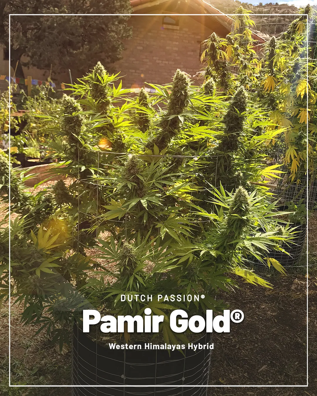 Pamir-gold-the-golden-strain-for-those-growing-cannabis-plants-at-altitude