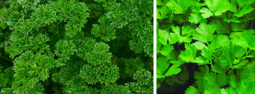Parsley-have-a-scent-which-attracts-pollinators