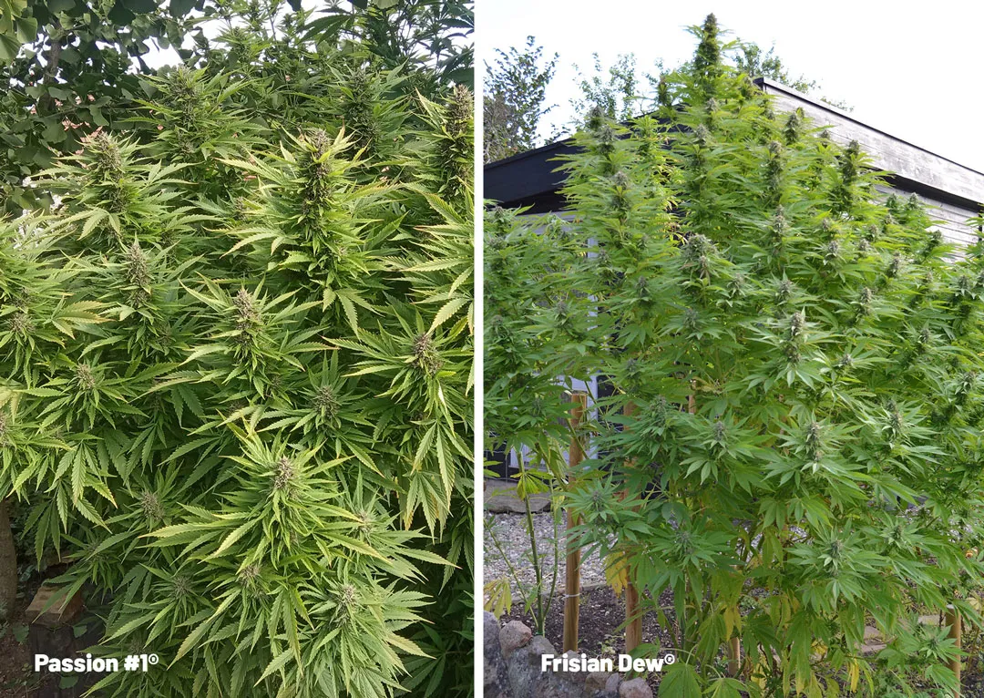 Passion-1-and-frisian-dew-outdoor-cannabis-strains