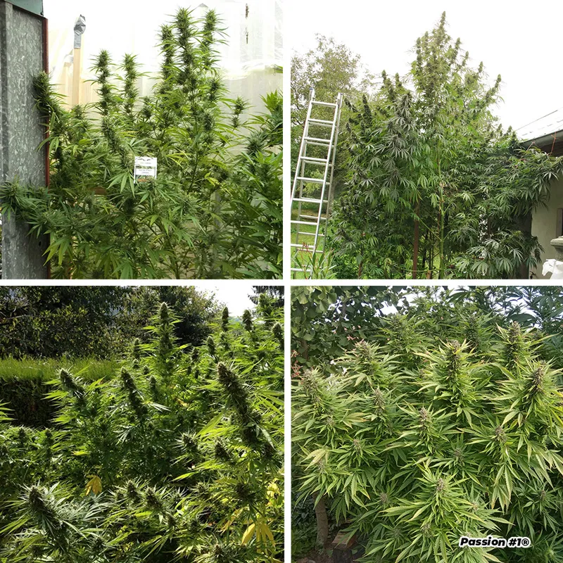 Passion #1 huge big yielding phenotypes strong in THC