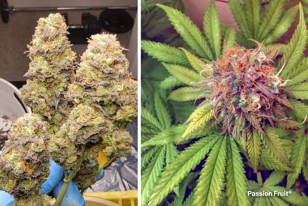 Passion-Fruit-dutch-passion-cannabis-with-fruity-terpenes-like-myrcene