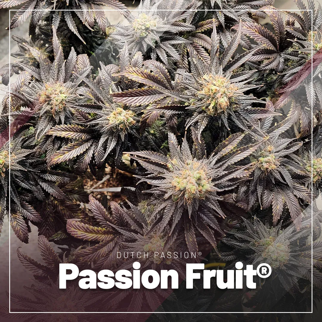 Passion-fruit-cannabis-strains-like-bubbe-gum