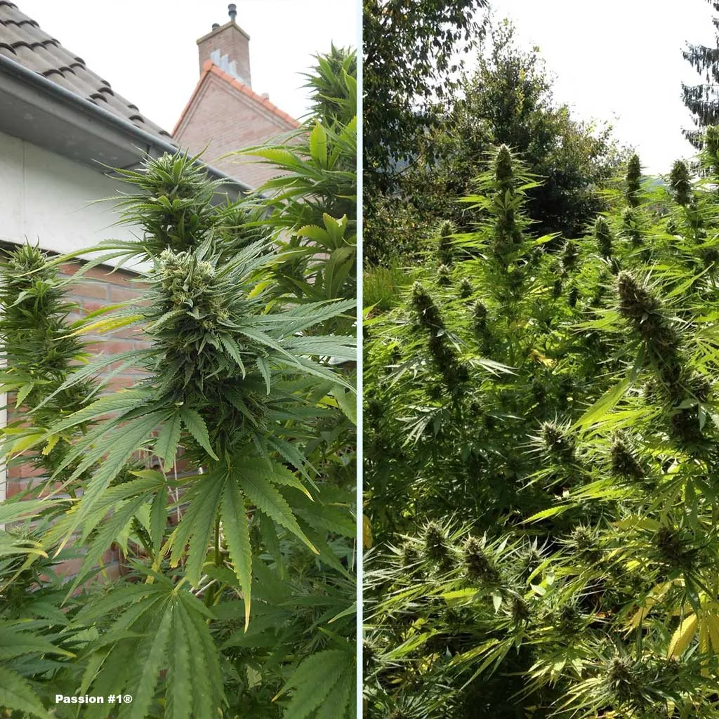 Passion #1 for potent harvests