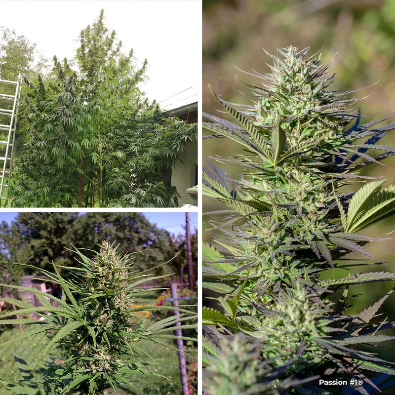 Passion #1 feminised seeds