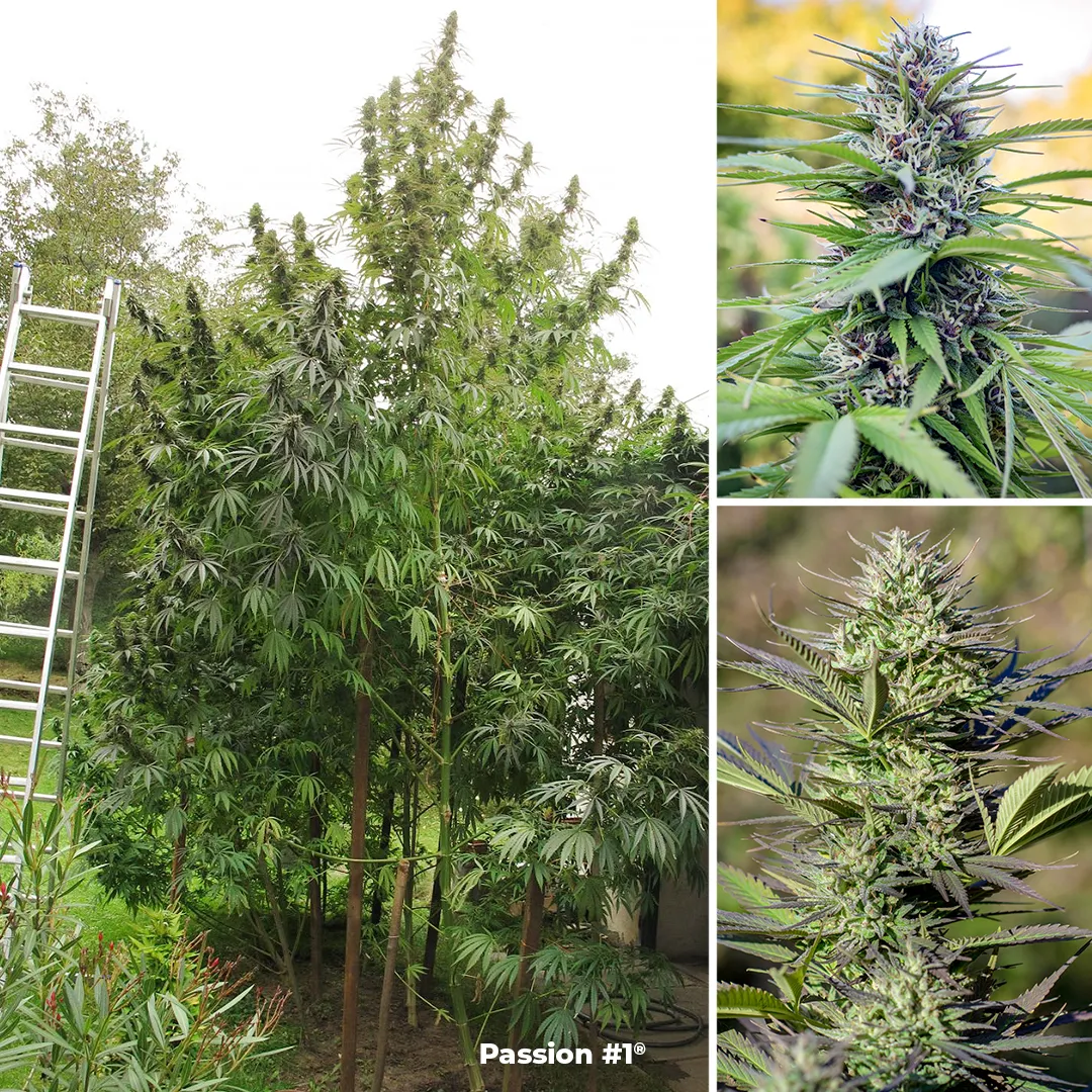 Passion1-dutch-passion-huge-outdoor-cannabis-plant