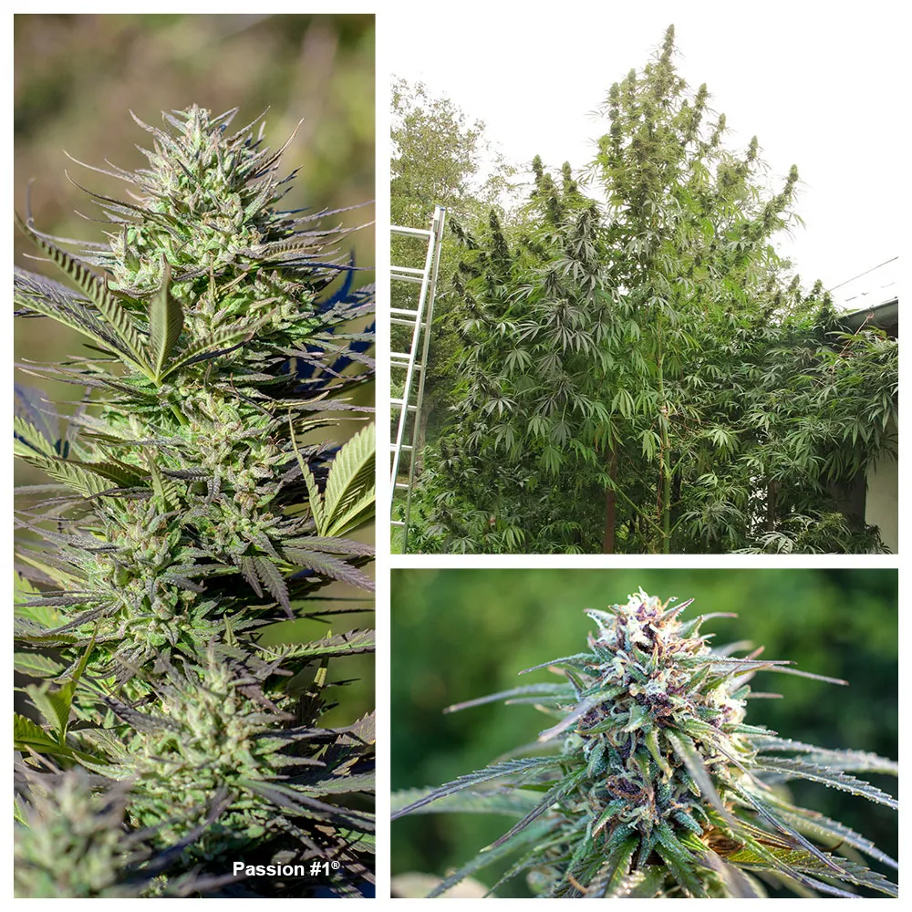 Passion #1, reliable outdoor variety
