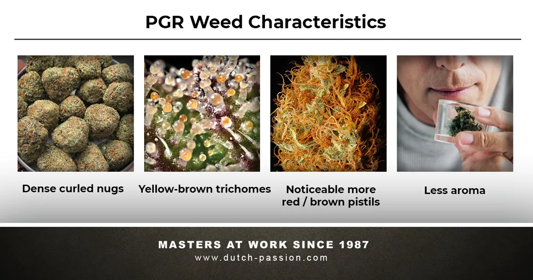 Pgr-weed-characteristics