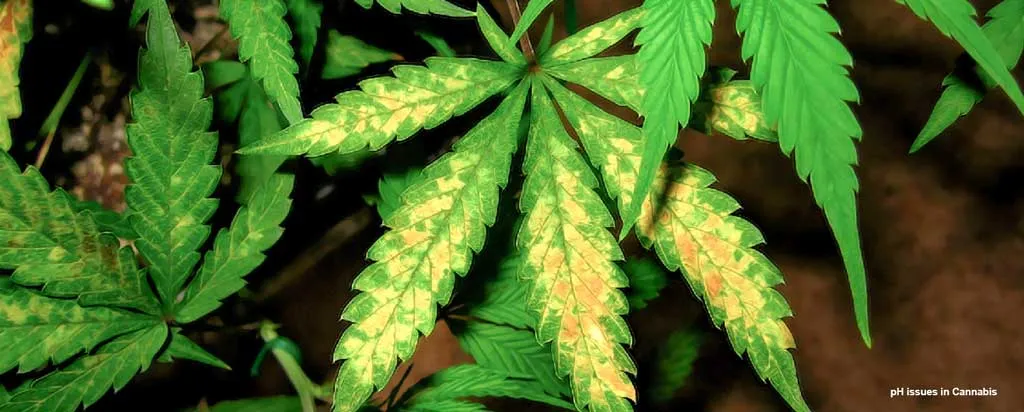 Ph-issues-in-cannabis-plants