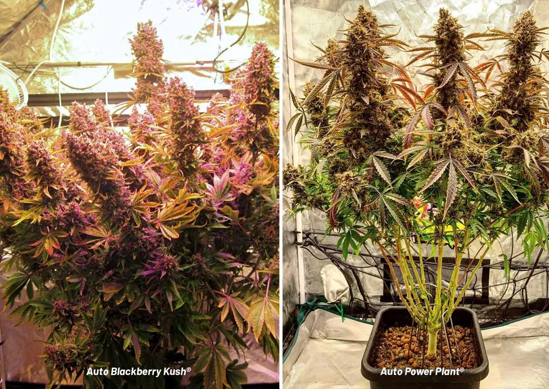 Pick-the-best-autoflower-seeds-for-your-grow