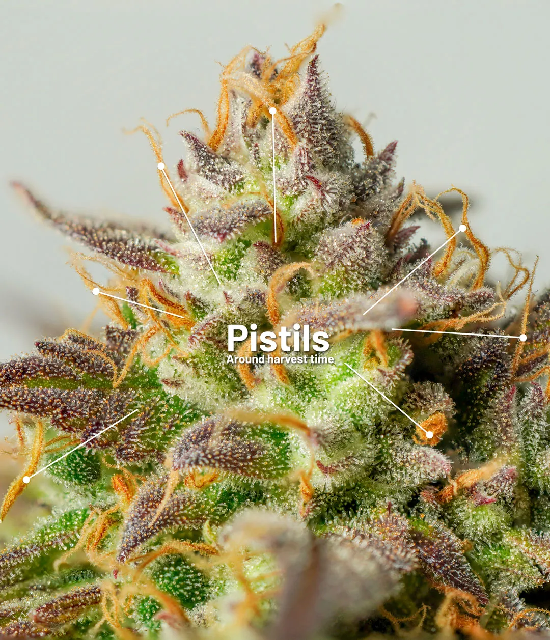 Pistils-and-stigmas-cannabis-parts-explained.