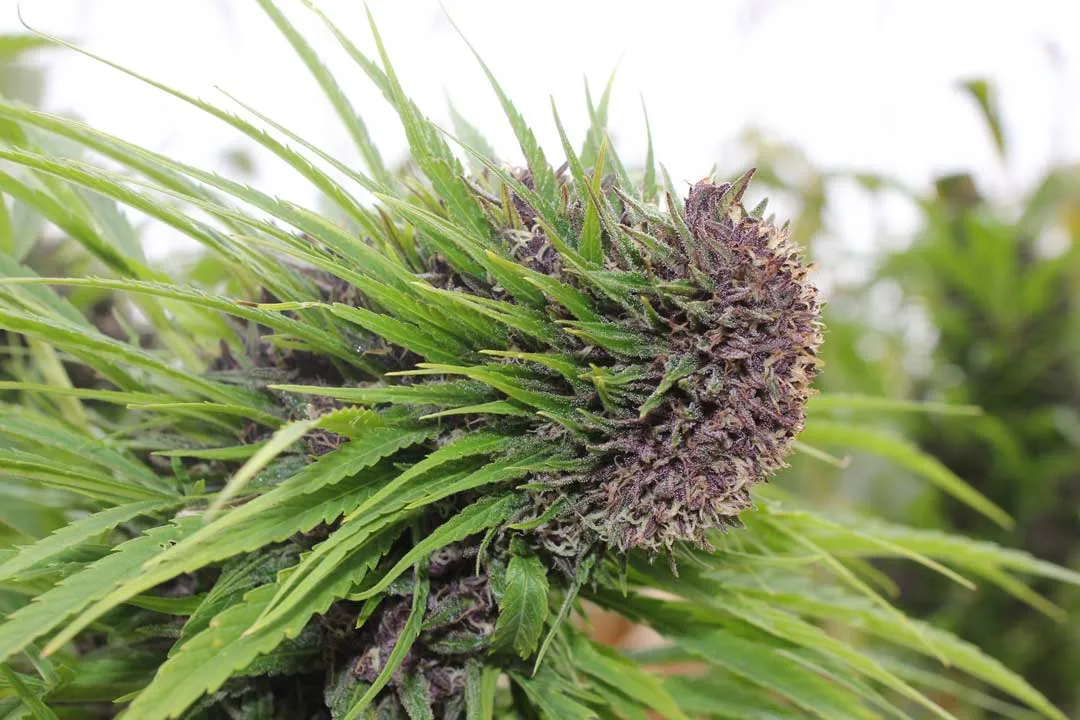 Polyploidism-in-cannabis-what-is-it