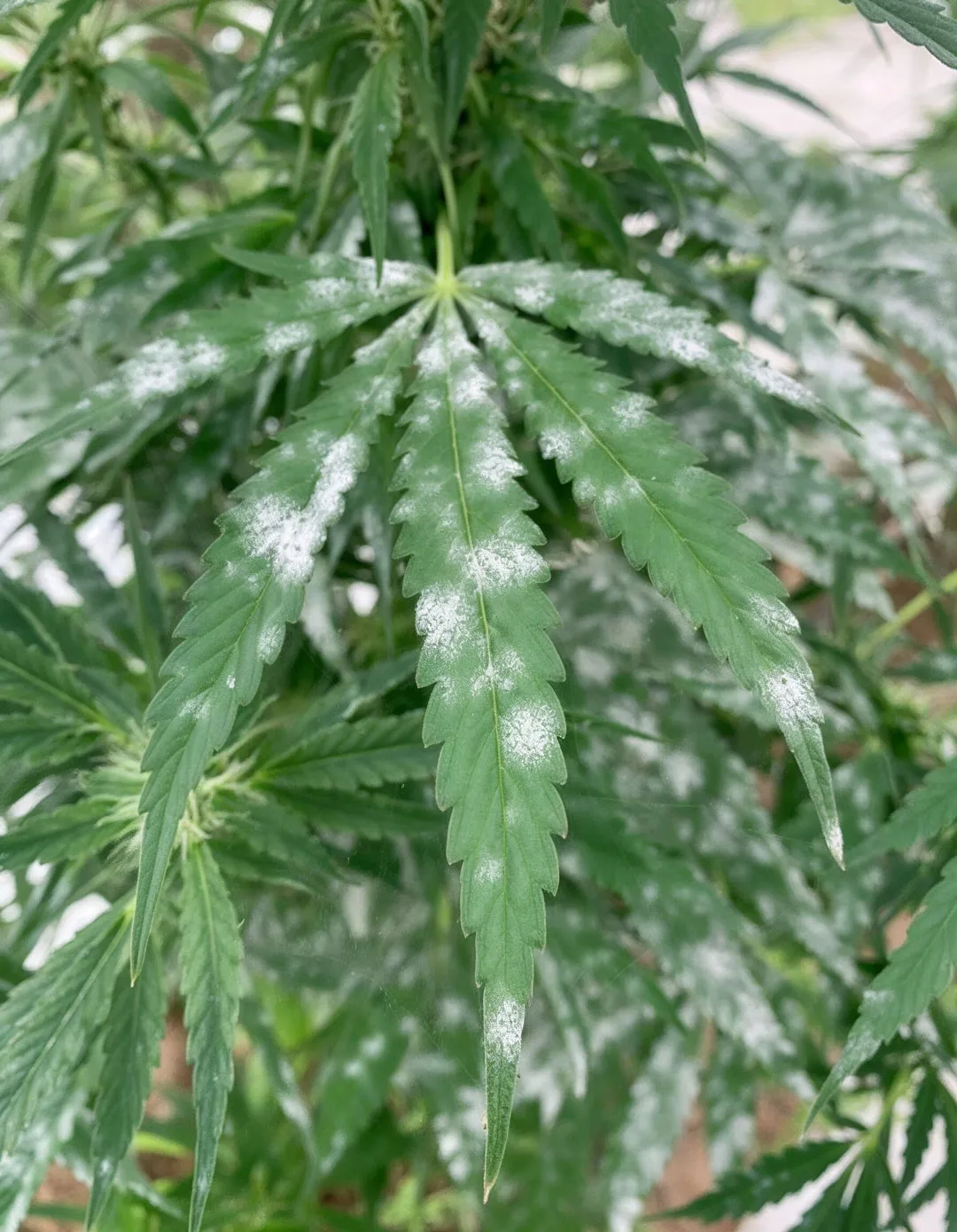 Powdery-Mildew-on-Cannabis-Causes-Symptoms-and-Cure
