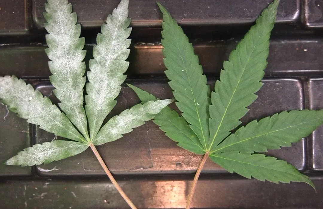 Powdery-Mildew-on-Cannabis-Causes-Symptoms-and-Cure-dutch-passion