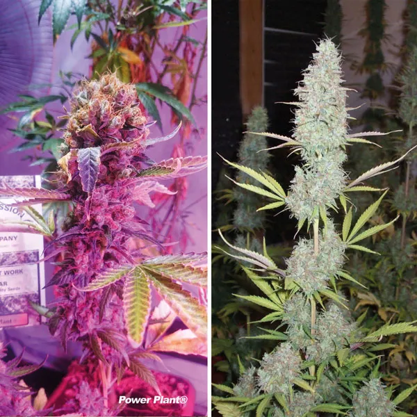 Power Plant by Dutch Passion