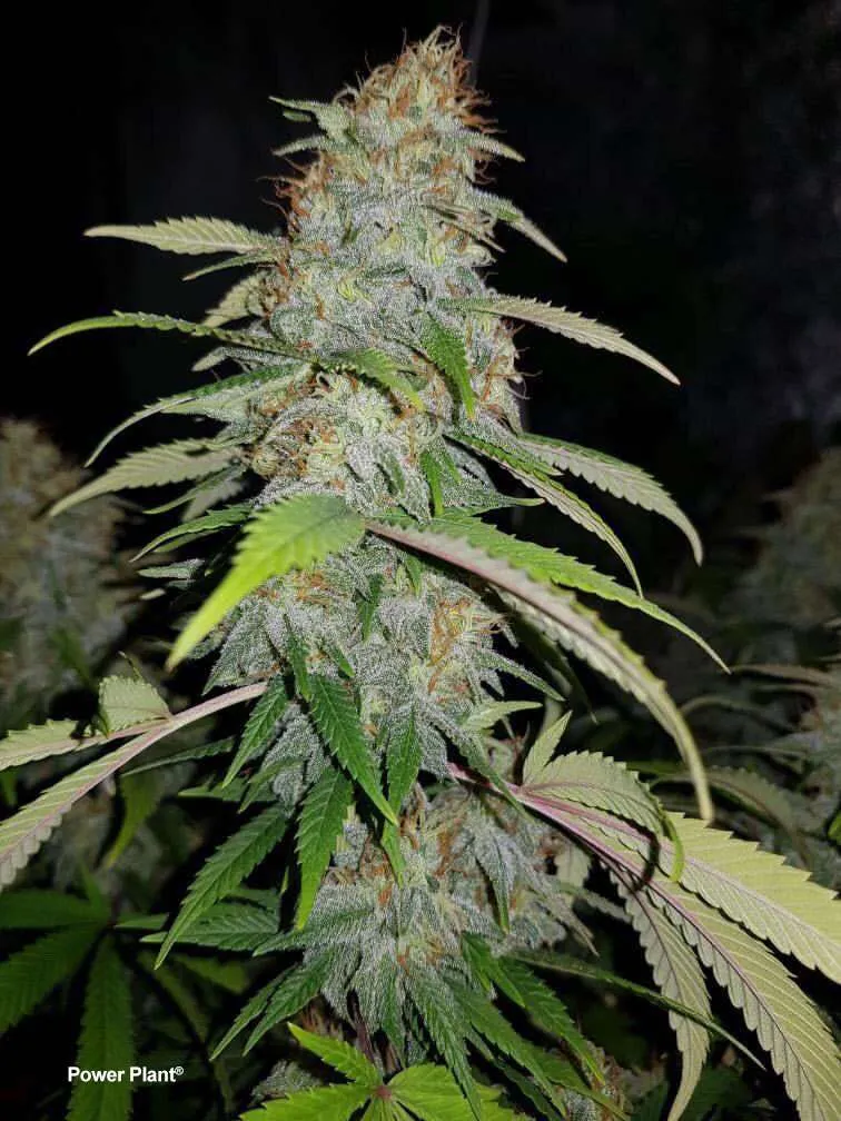 Power Plant, heavy yielding sativa genetics from South Africa