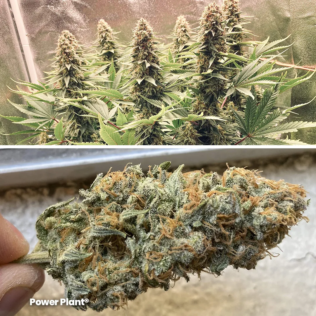 Power-Plant-sativa-dominant-frosty-classic-weed-by-dutch-passion