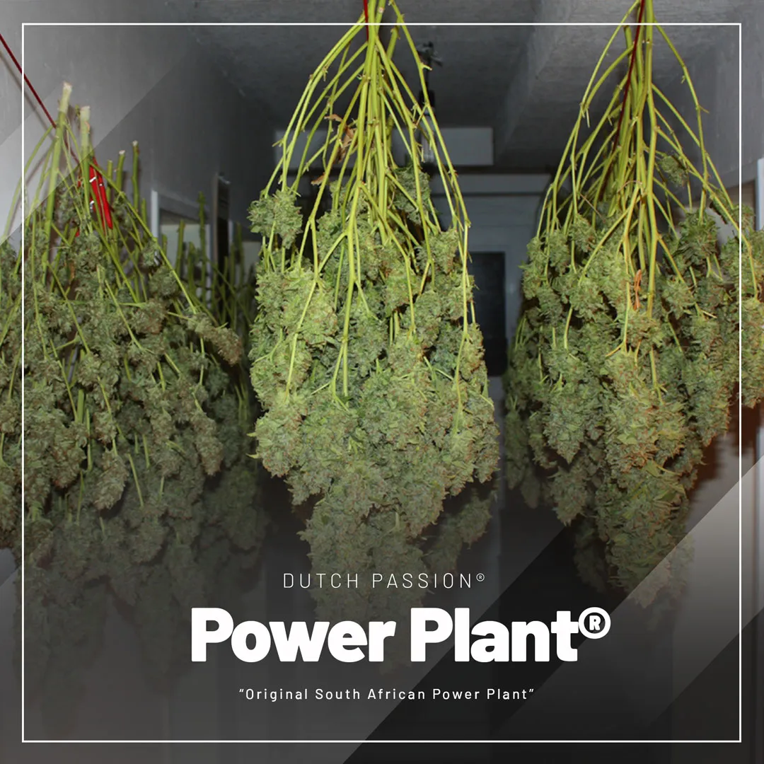 Power-plant-cannabis-seeds-regular