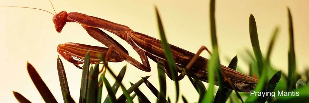 Praying-Mantis-eating-all-kind-of-insects