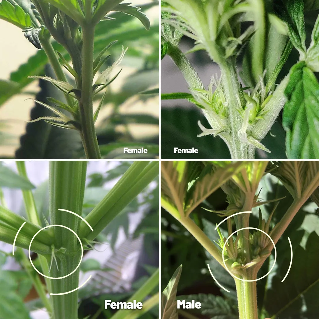 Pre-sex-structures-cannabis-dutch-passion