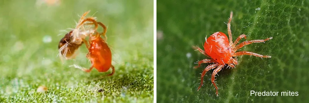 Predator-mites-to-get-rid-of-spider-mites-natural-enemy