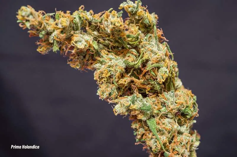 Prima Holandica, easy to grow regular seeds with XL yields