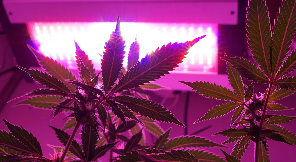 Provide good lights to your plants
