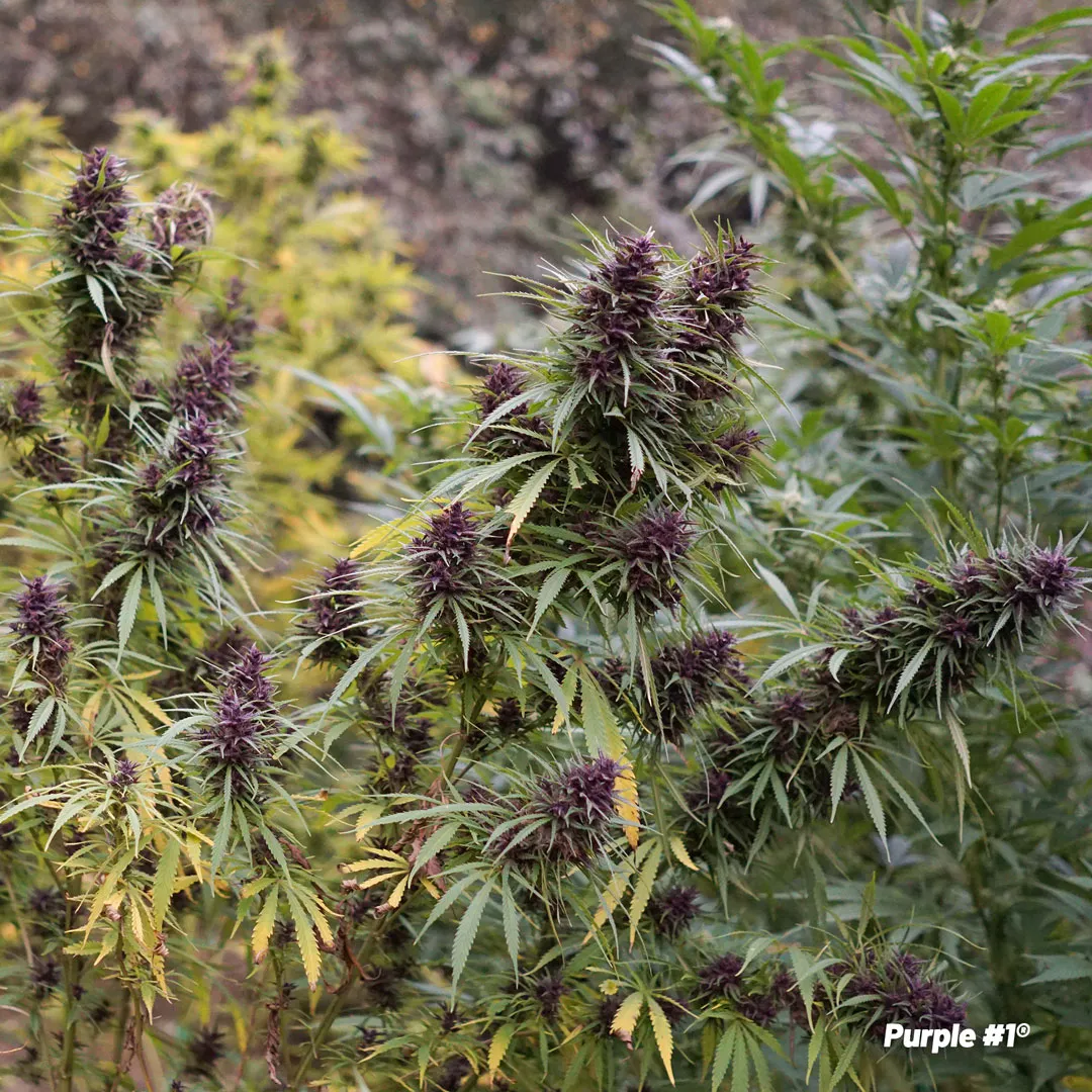 Purple-1-outdoor-cannabis-growing-high-thc