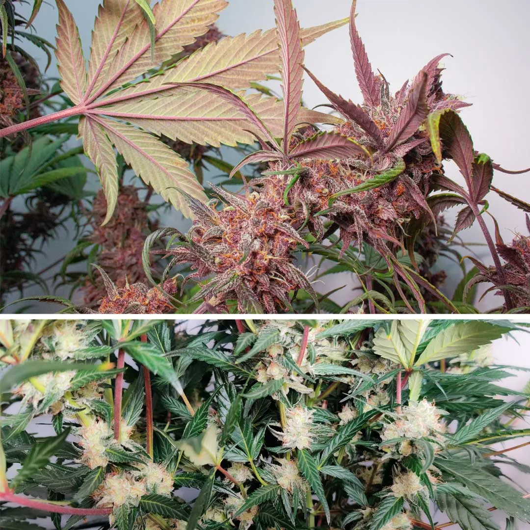 Purple-red-stems-on-cannabis-plants