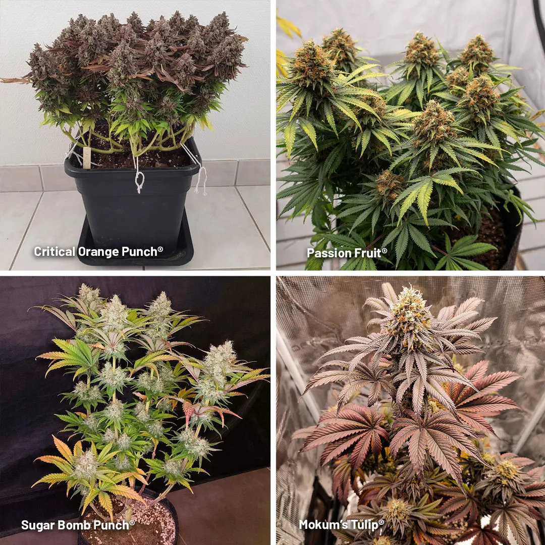 Quality-over-quantity-cannabis-plants-for-home-grown-harvest