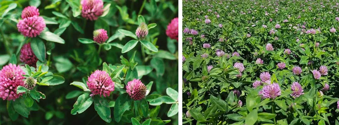 Red-clover-plants-for-nitrogen-fixers