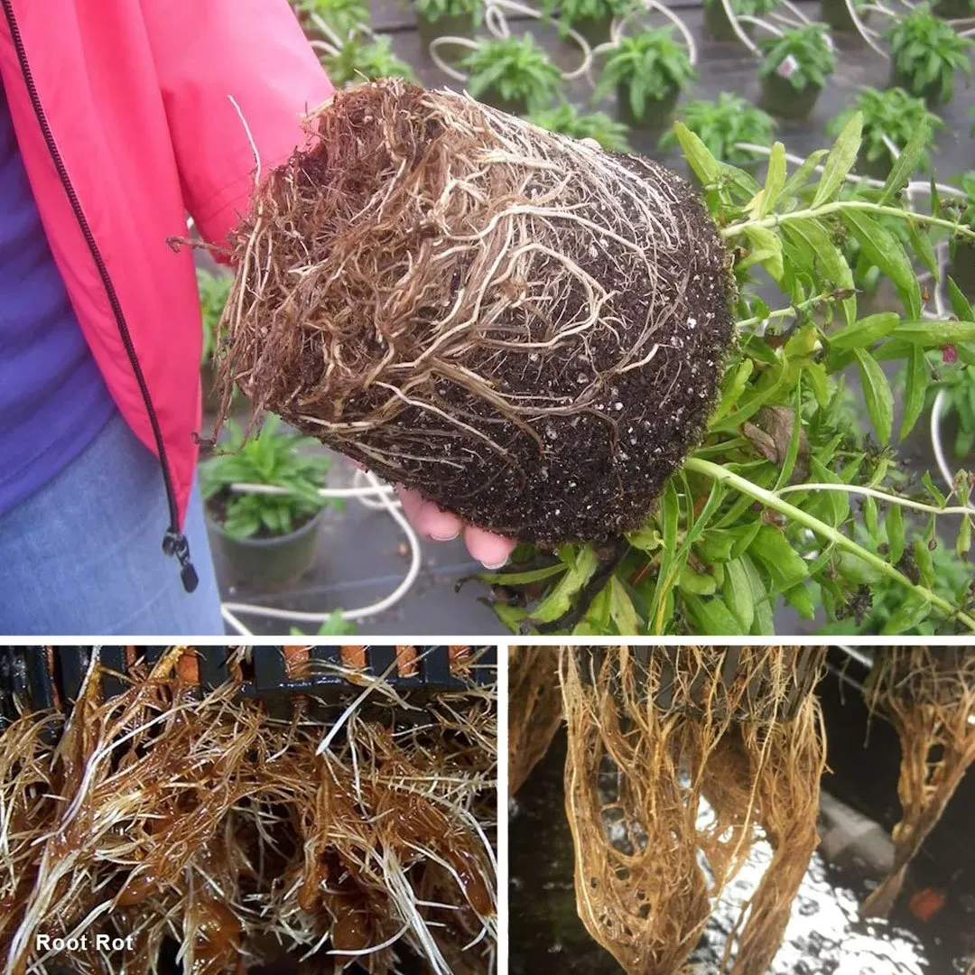Root rot cannabis plants
