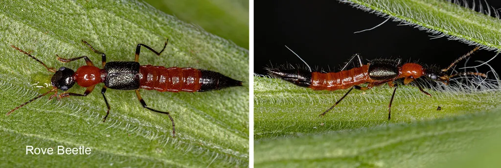 Rove-Beetle-insects-to-get-rid-of-other-insects