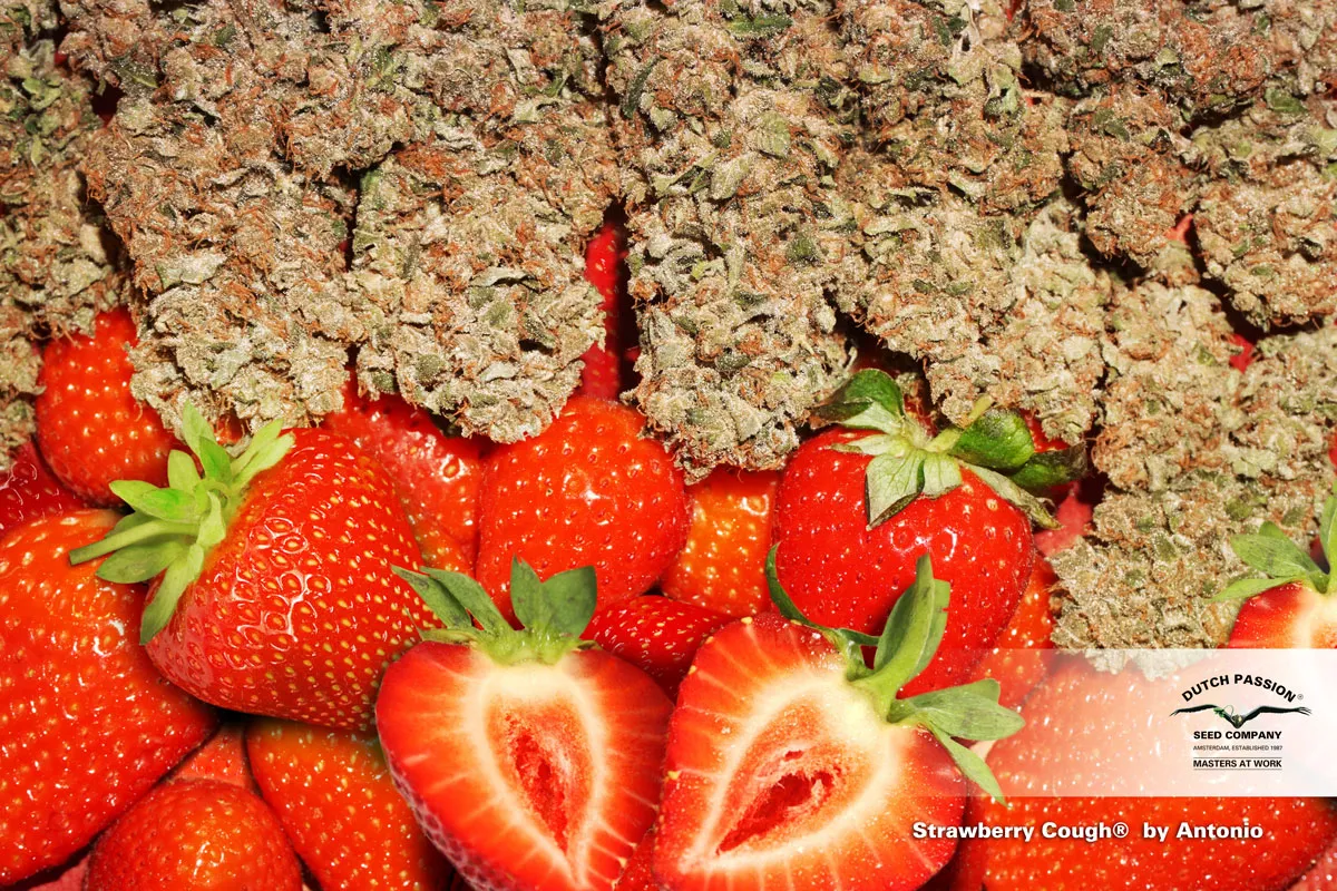 Dutch-Passion-seed-company-cannabis-Strawberry-Cough-with-strawberries