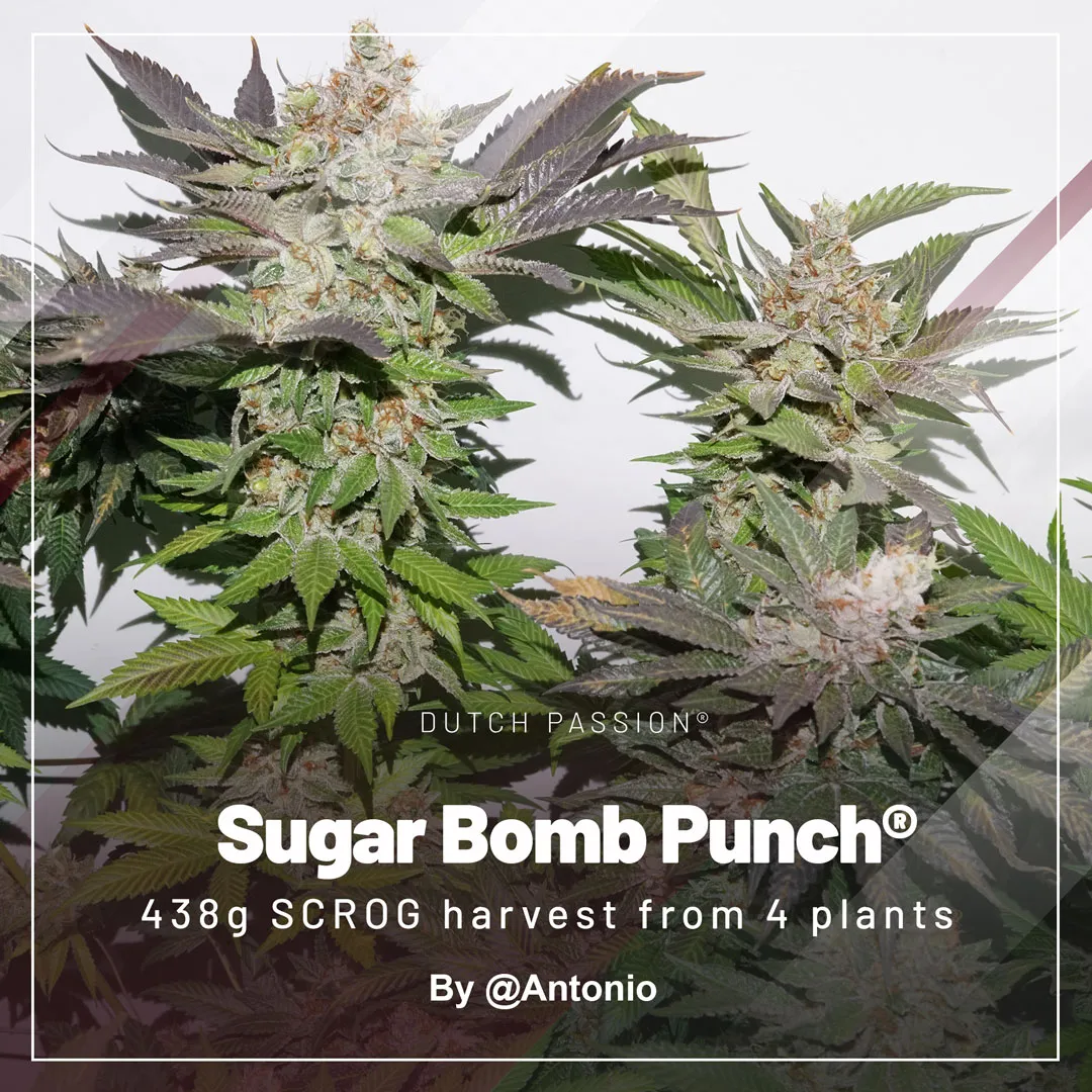 SBP-by-Antonio-4-plants-438-gr-Dutch-Passion