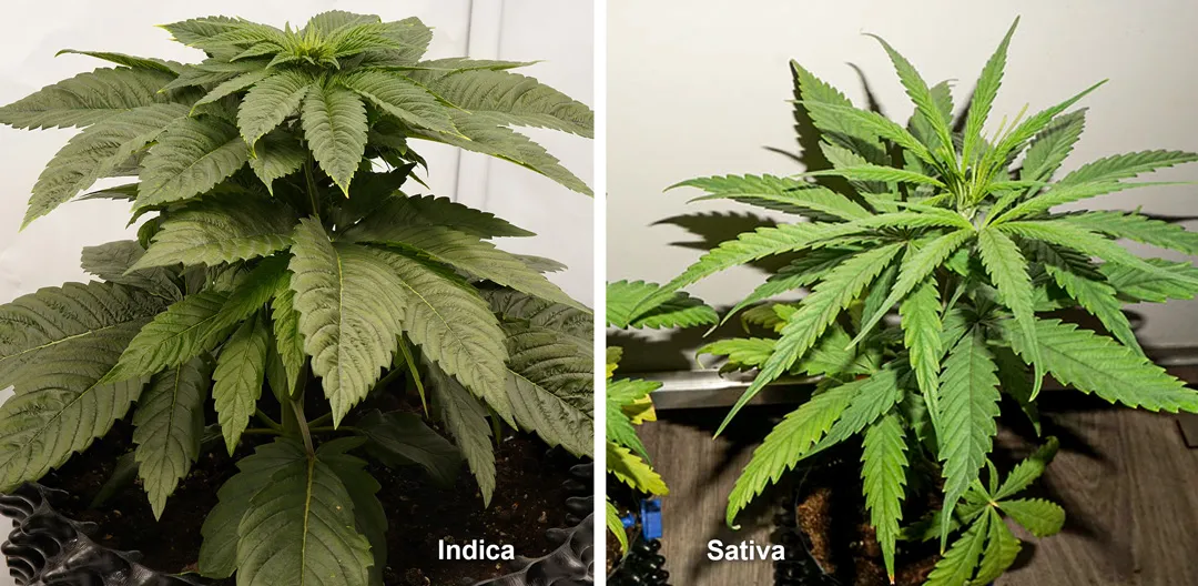 Sativa-vs-indica-cannabis-plants